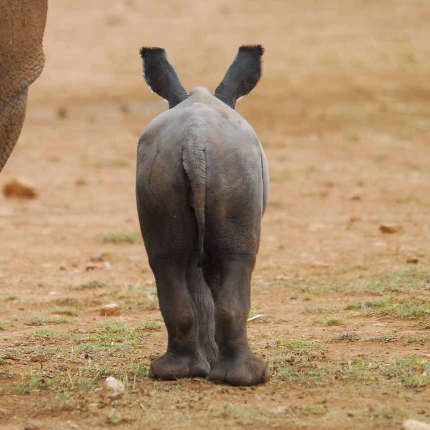 The rear end of a Southern white rhino calf.