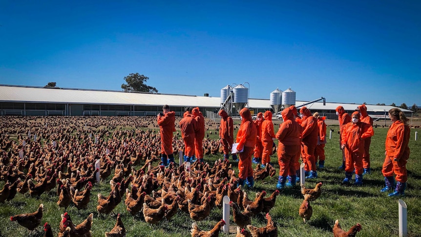 A group of university students wearing orange biosecurity suits, in a field of free-range eggs in Euroa, Victoria.