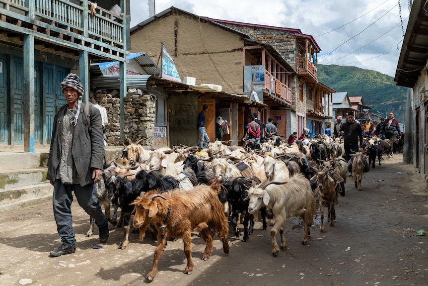 A farmer walks down a street with a herd of goats.
