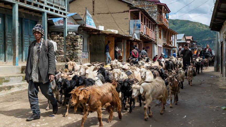 A farmer walks down a street with a herd of goats.