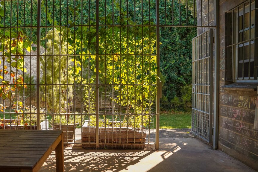 the green leaves of trees capture the sunlight through a metal grilled wall with a door open to a  grassy courtyard