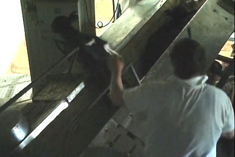 Abattoir boss admits calves ill-treated after Animal Liberation