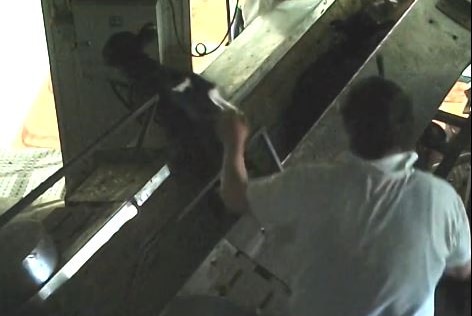 Still from Animal Liberation Tasmania covert footage from Tasmanian Quality Meats abattoir.