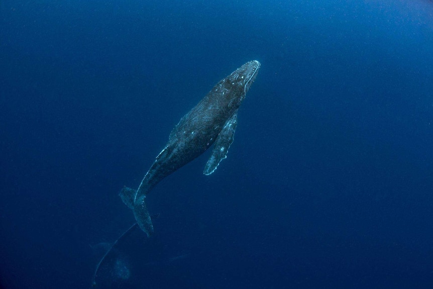 A calf is seen swimming behind its mother