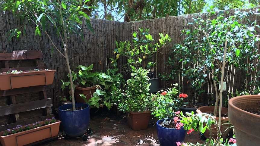 Potted plants in a courtyard.