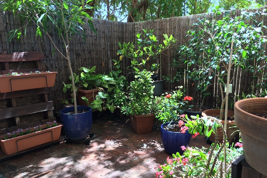 Potted plants in a courtyard.