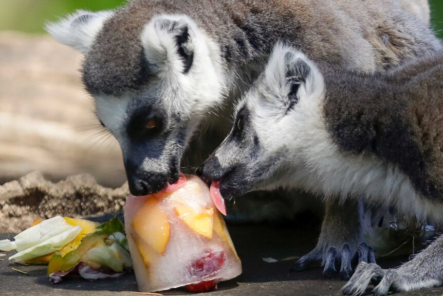 Two lemurs suck and lick a fruit icicle on a hot day.