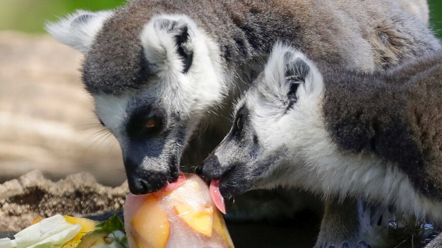 Two lemurs suck and lick a fruit icicle on a hot day.
