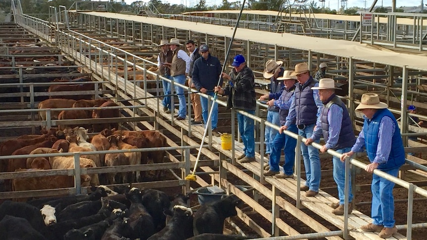 Huge numbers at Australia's largest saleyards defying what the industry is calling a serious cattle shortage.