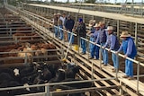 Huge numbers at Australia's largest saleyards defying what the industry is calling a serious cattle shortage.