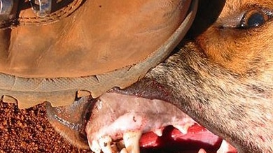 Call to cut red tape on baiting of wild dogs