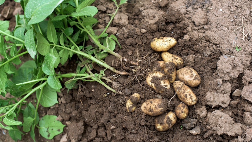 Potatoes in a vegetable garden, dirt all around.