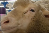 Close up of a sheep