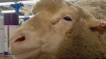 Close up of a sheep