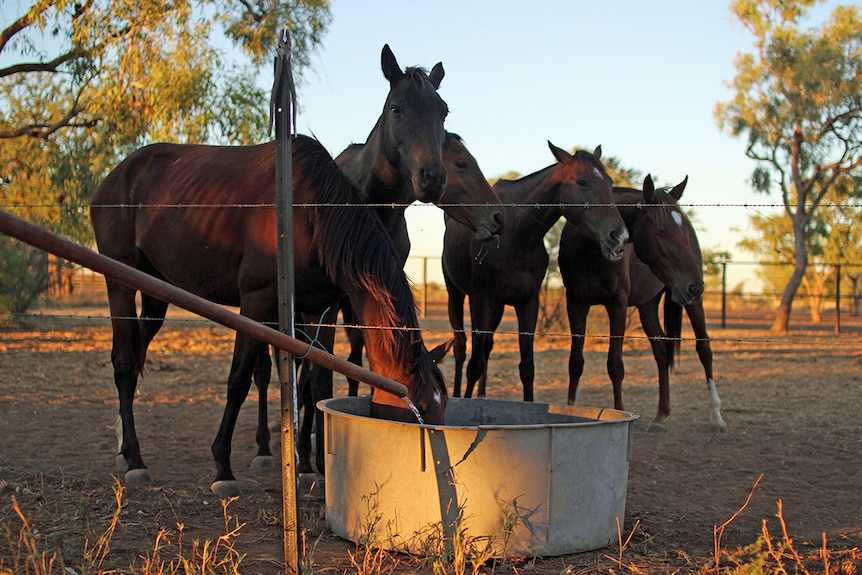 Five horses in a dusty paddock gather around a circular water trough to drink.