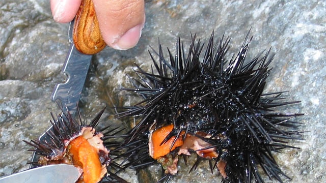 A knife cuts through a sea urchin showing the orange roe.