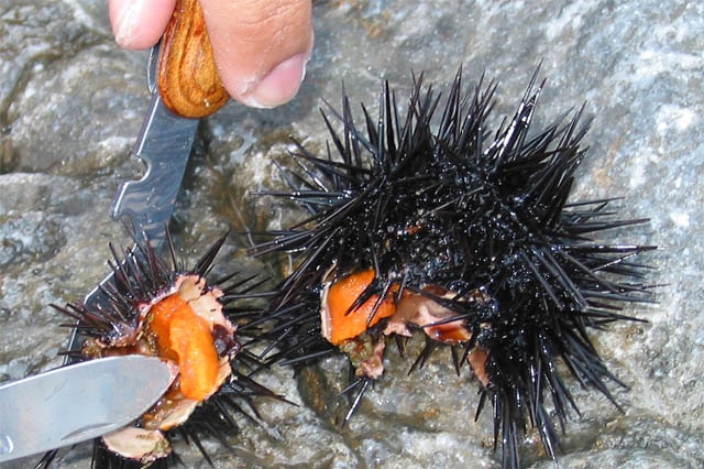 A knife cuts through a sea urchin showing the orange roe.