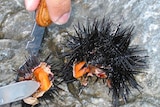 A knife cuts through a sea urchin showing the orange roe.