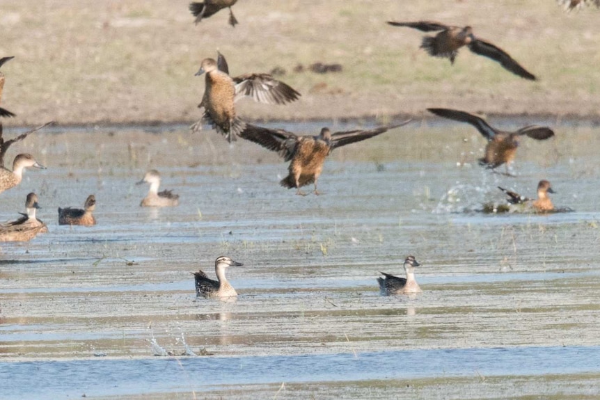 Two garganey on the water while other common ducks fly around them