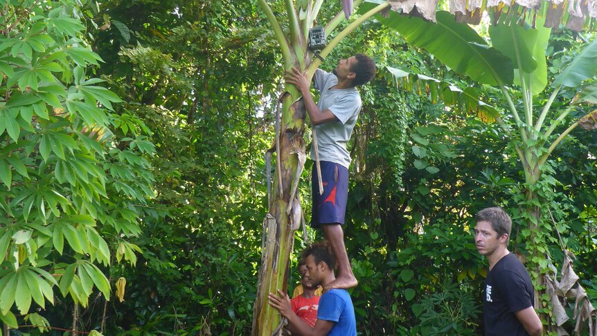 A man Sets up a camera traps on a palm tree on Mota