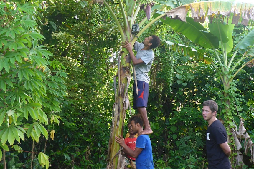 A man Sets up a camera traps on a palm tree on Mota