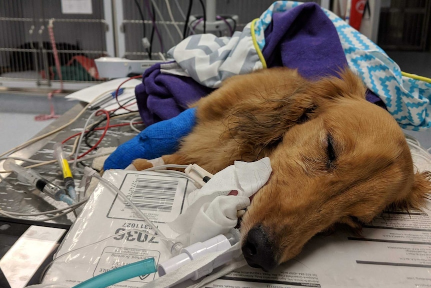 Hamish the dog with a tube in his mouth at a vet surgery