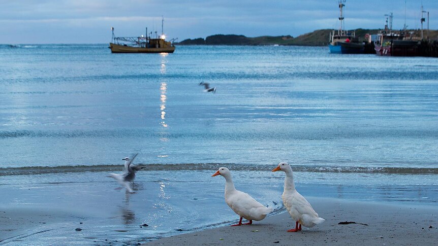 Ducks on Currie Harbour beach