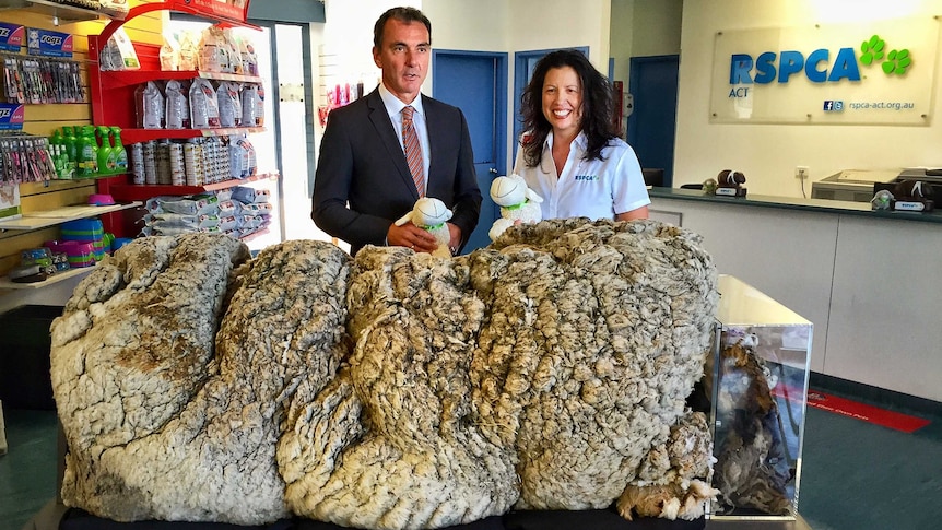 Chris the sheep's fleece on display at the RSPCA's Weston shelter.