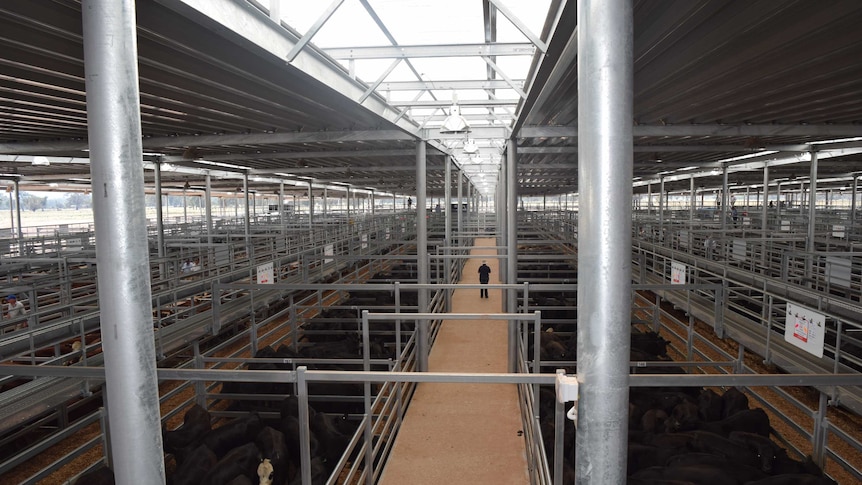 Cattle prepared for sale at the new Wodonga saleyards.