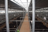 Cattle prepared for sale at the new Wodonga saleyards.