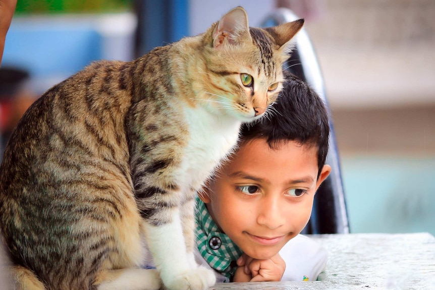 Cat sits next to young boy's head
