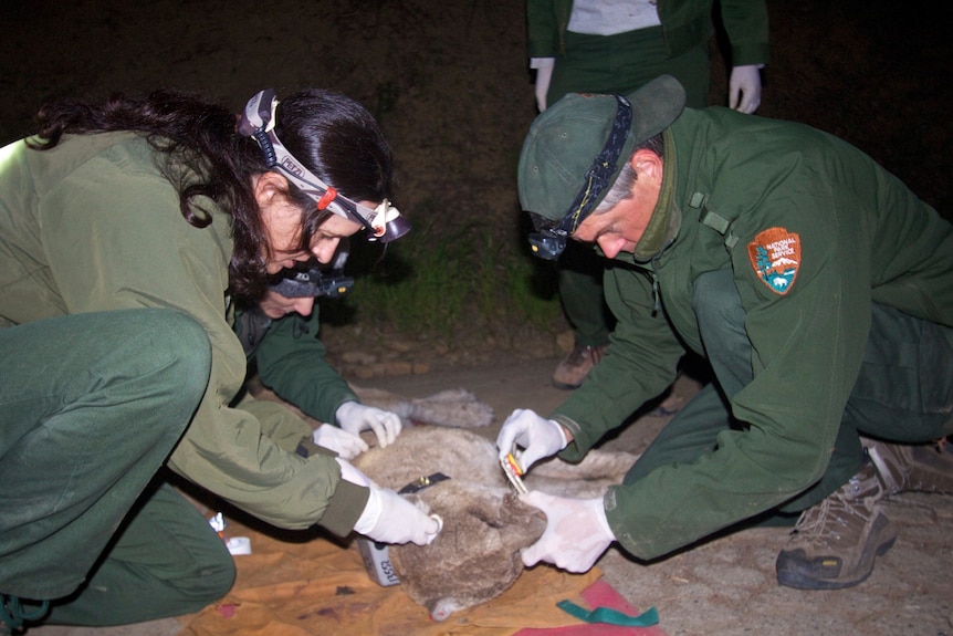 Santa Monica Mountains National Recreation Area National Park Service biologists measure P-22's incisors during his capture