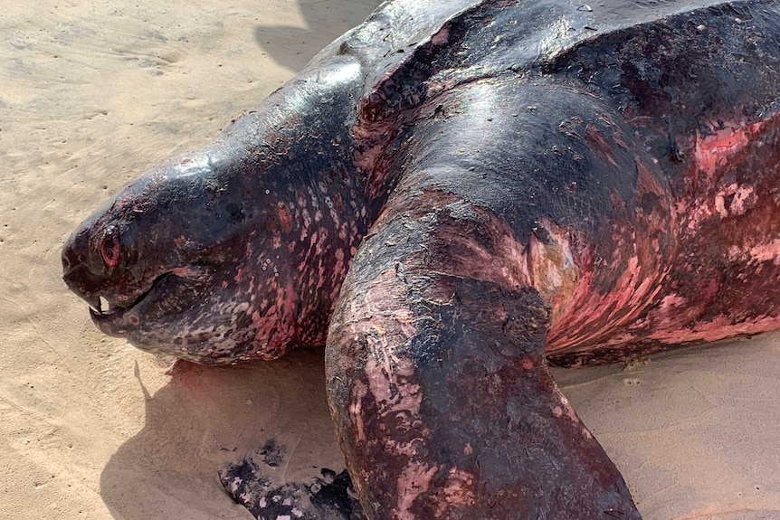 Giant leatherback turtle washed up on Gold Coast beach could have been  caught in shark nets - ABC News