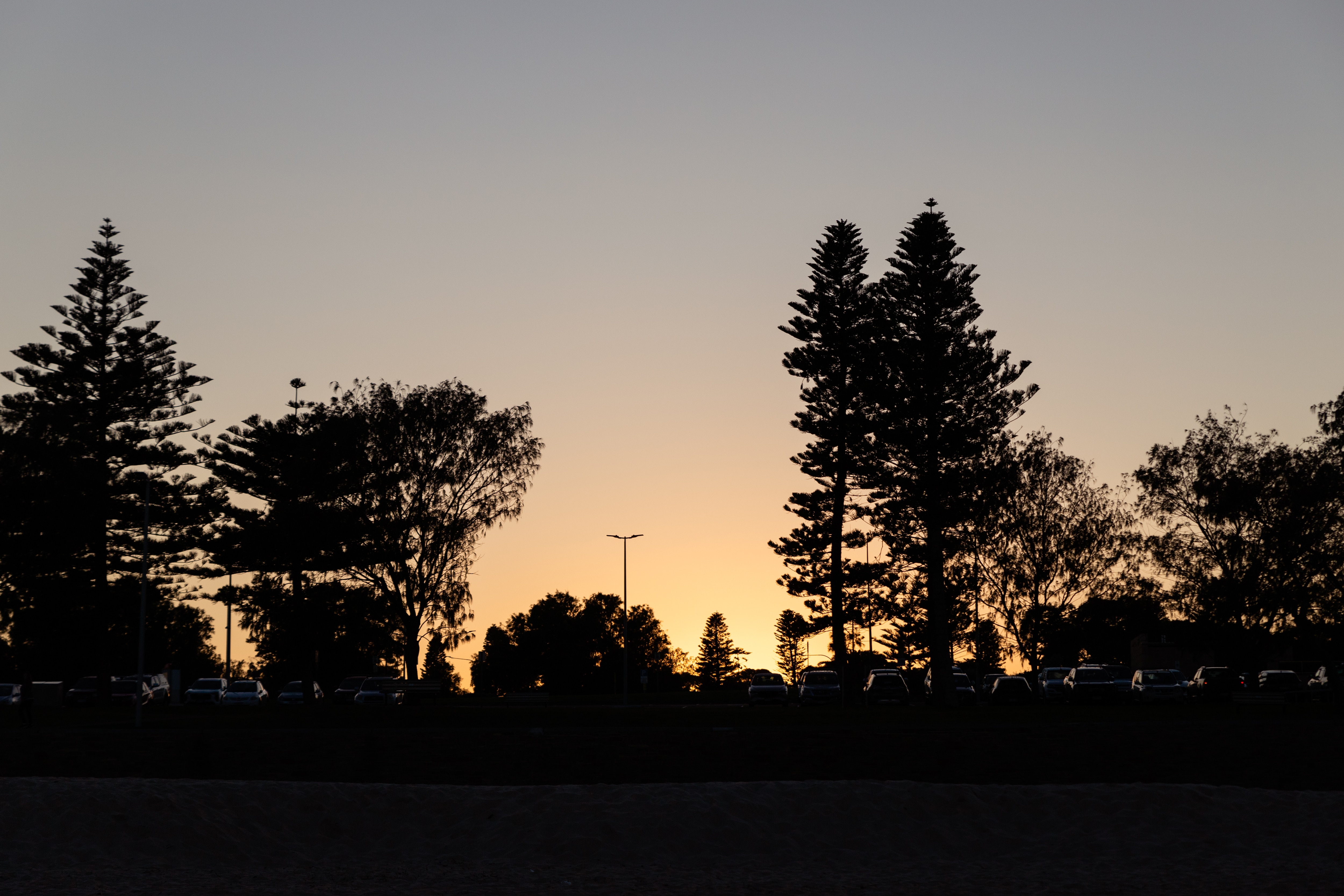 Silhueta de árvores durante o nascer do sol na praia da cidade.