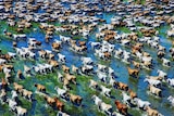aerial photo of brown and white cattle walking on a flooded paddock