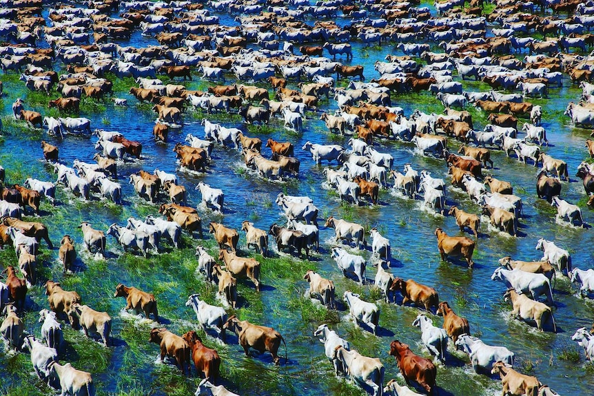 aerial photo of brown and white cattle walking on a flooded paddock