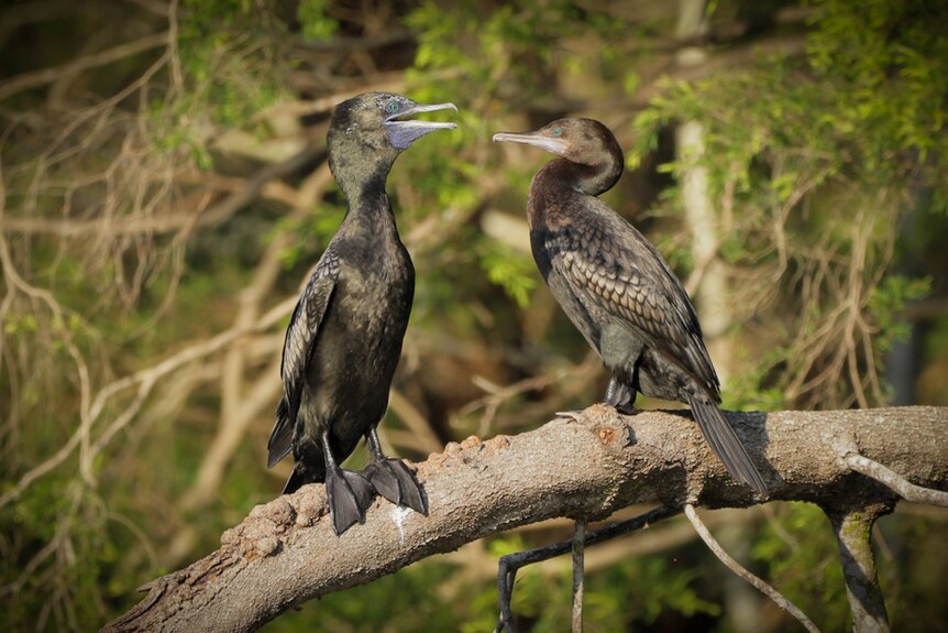 An image of two Black Cormorants sitting on a piece of wood in water.