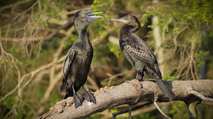 An image of two Black Cormorants sitting on a piece of wood in water.