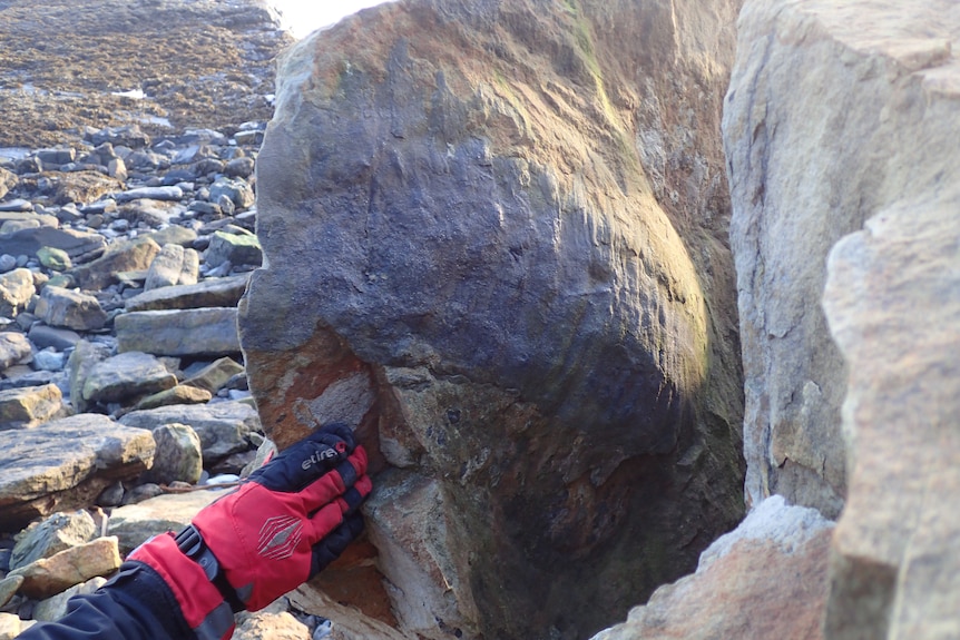 The red glove touches a grey fossil carved into a sandy coloured rock at seaside setting 