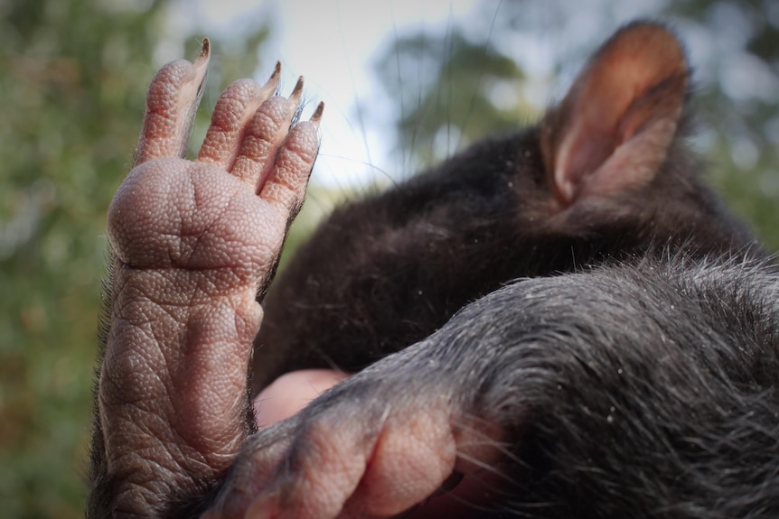 Close look at the underside of a baby Tasmanian devil's foot, showing toenails and pore detail in the skin.