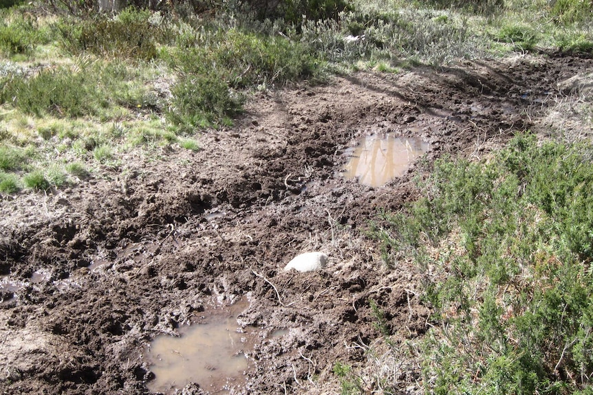 Damage caused by Sambar Deer in Victoria's Alpine National Park