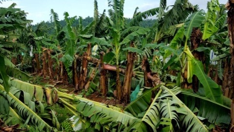 A row of banana trees snapped and twisted by a freak storm, with bunches lying on the ground