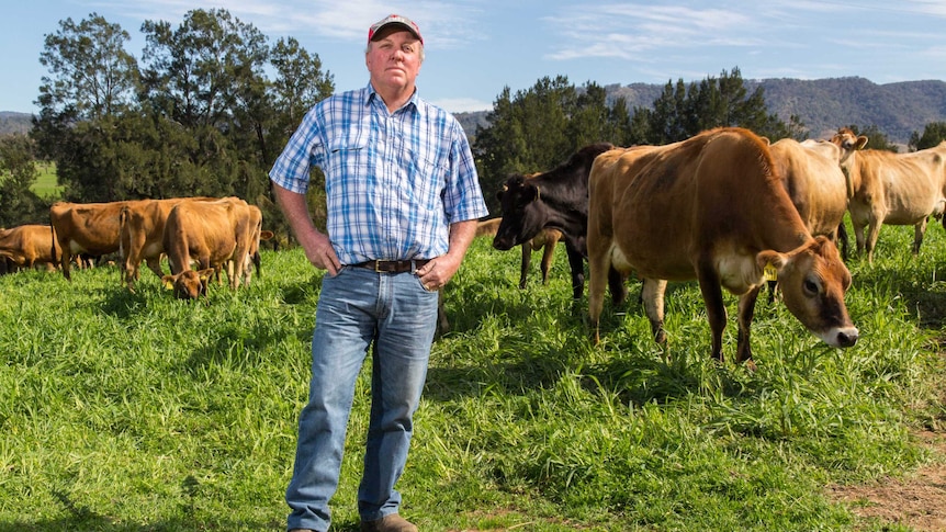 David Williams stands in a paddock with cows behind him.