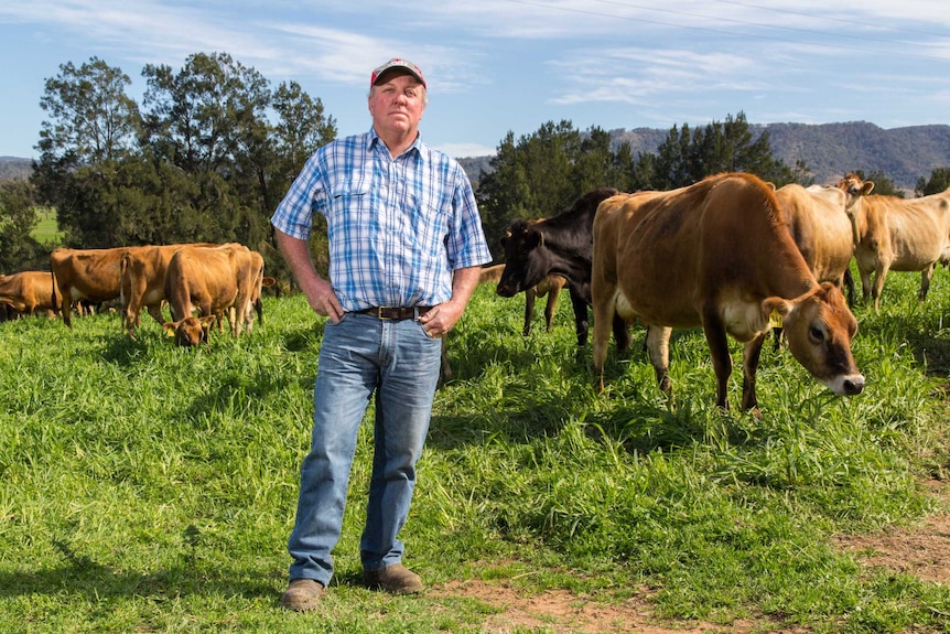 David Williams stands in a paddock with cows behind him.