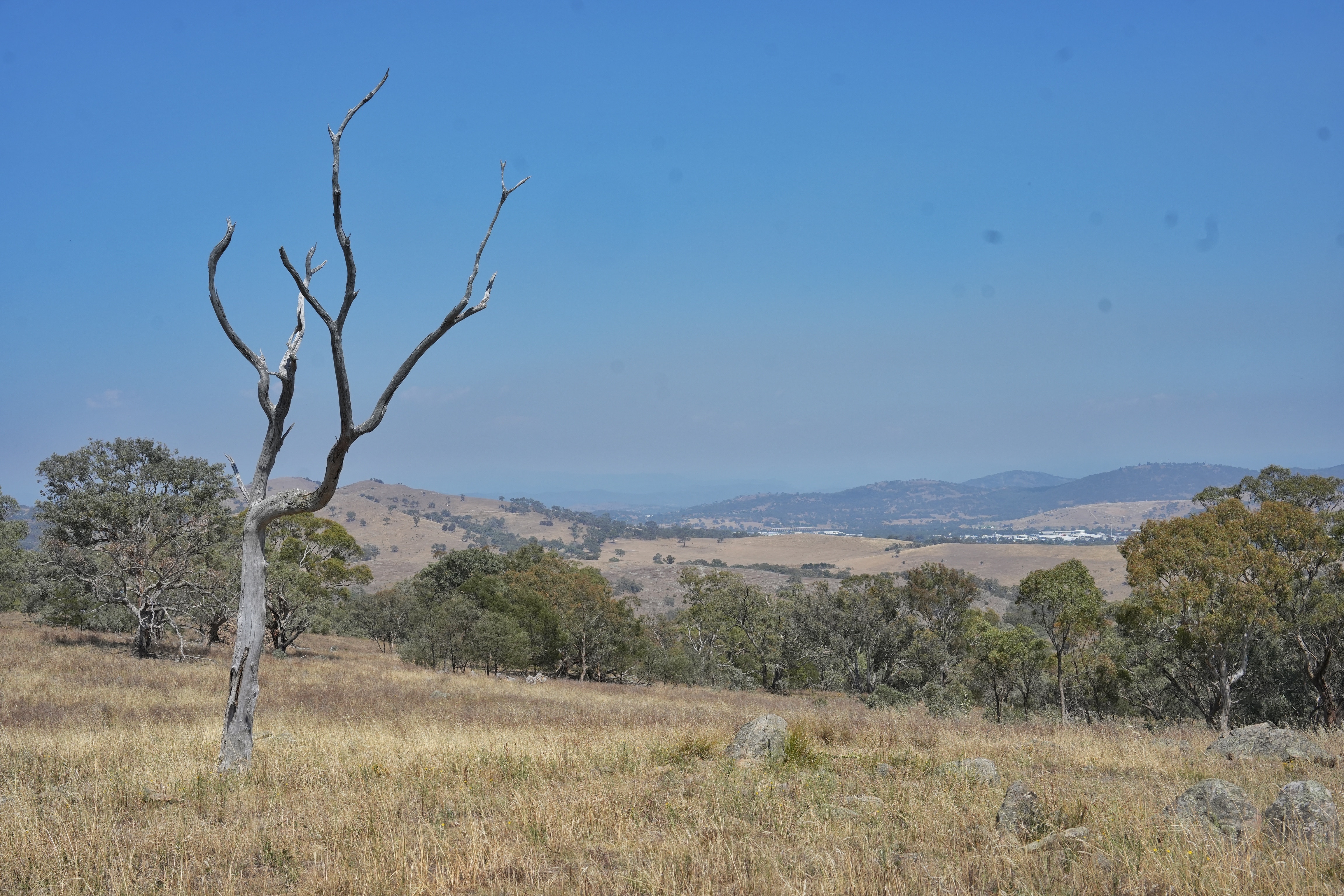 Árboles en una colina en un paisaje herboso. 