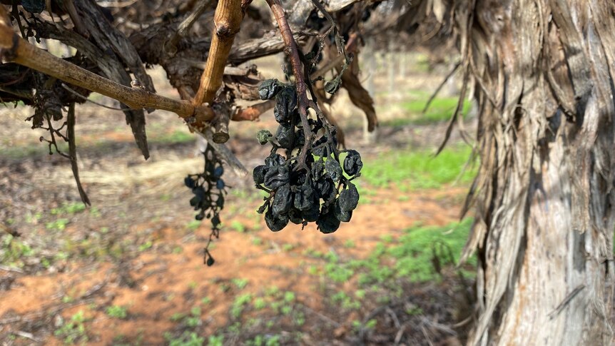 A picture of a vineyard with a closeup of red wine grapes which haven't been harvested and have dried out on the vine. 