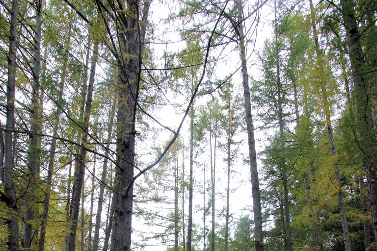 Bendora Forest