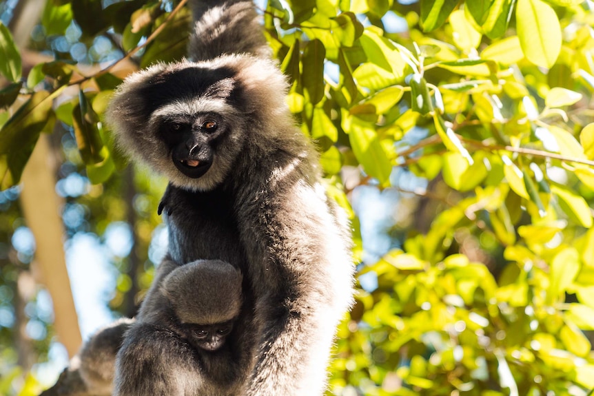 A gibbon and baby gibbon in a tree.