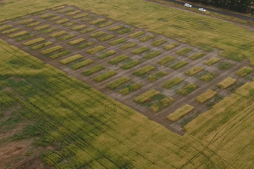 An aerial shot of a paddock with a grid shaved into it.