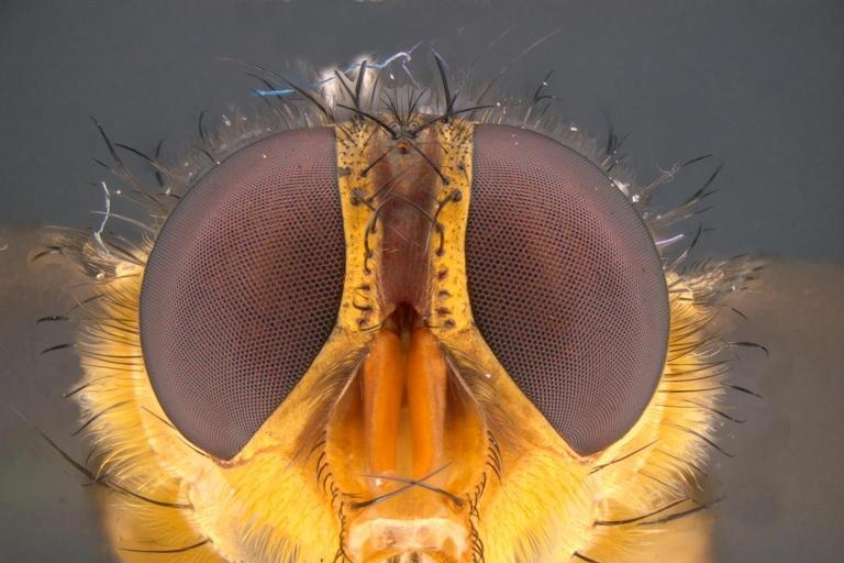 Golden bluebottle fly
